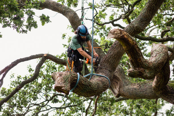 Professional Tree Services in Metlakatla, AK