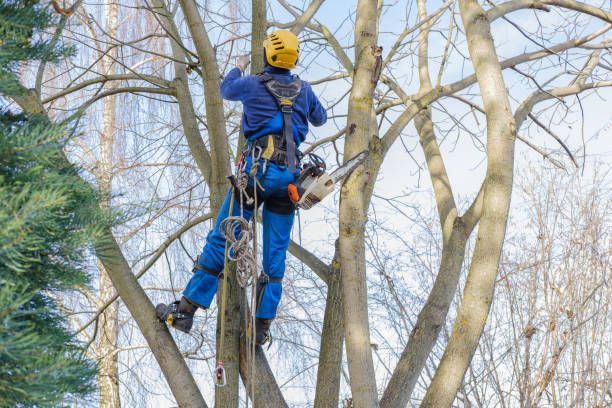 How Our Tree Care Process Works  in  Metlakatla, AK