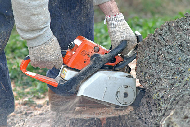 Best Tree Removal Service  in Metlatla, AK