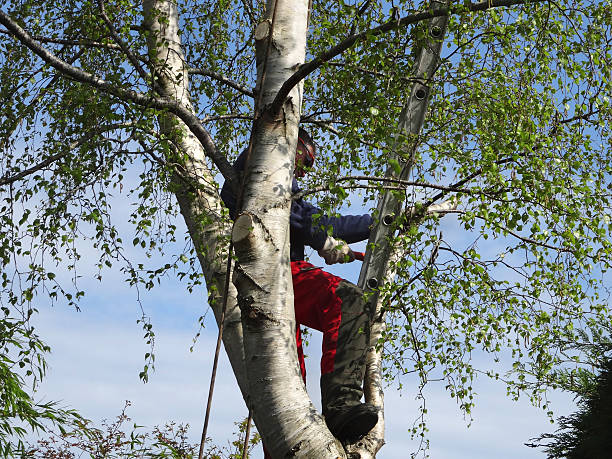 Best Palm Tree Trimming  in Metlatla, AK