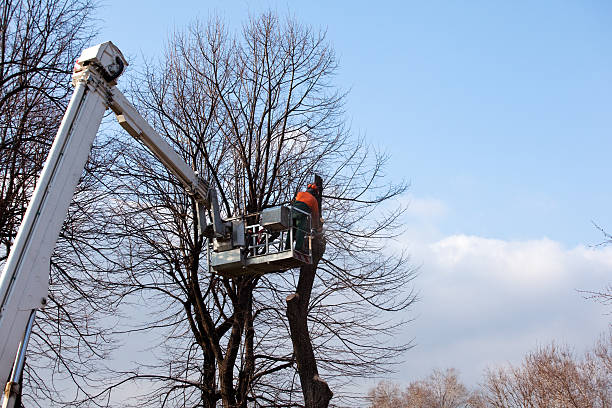 Best Storm Damage Tree Cleanup  in Metlatla, AK