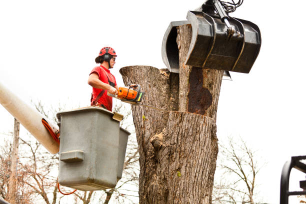 Best Leaf Removal  in Metlatla, AK