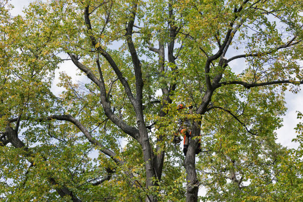 Best Tree Trimming and Pruning  in Metlatla, AK